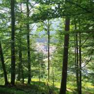 2025-06-25 Wanderung Travis-Monte Palla Luchs Trial-Pizza in Valbrunna (16)